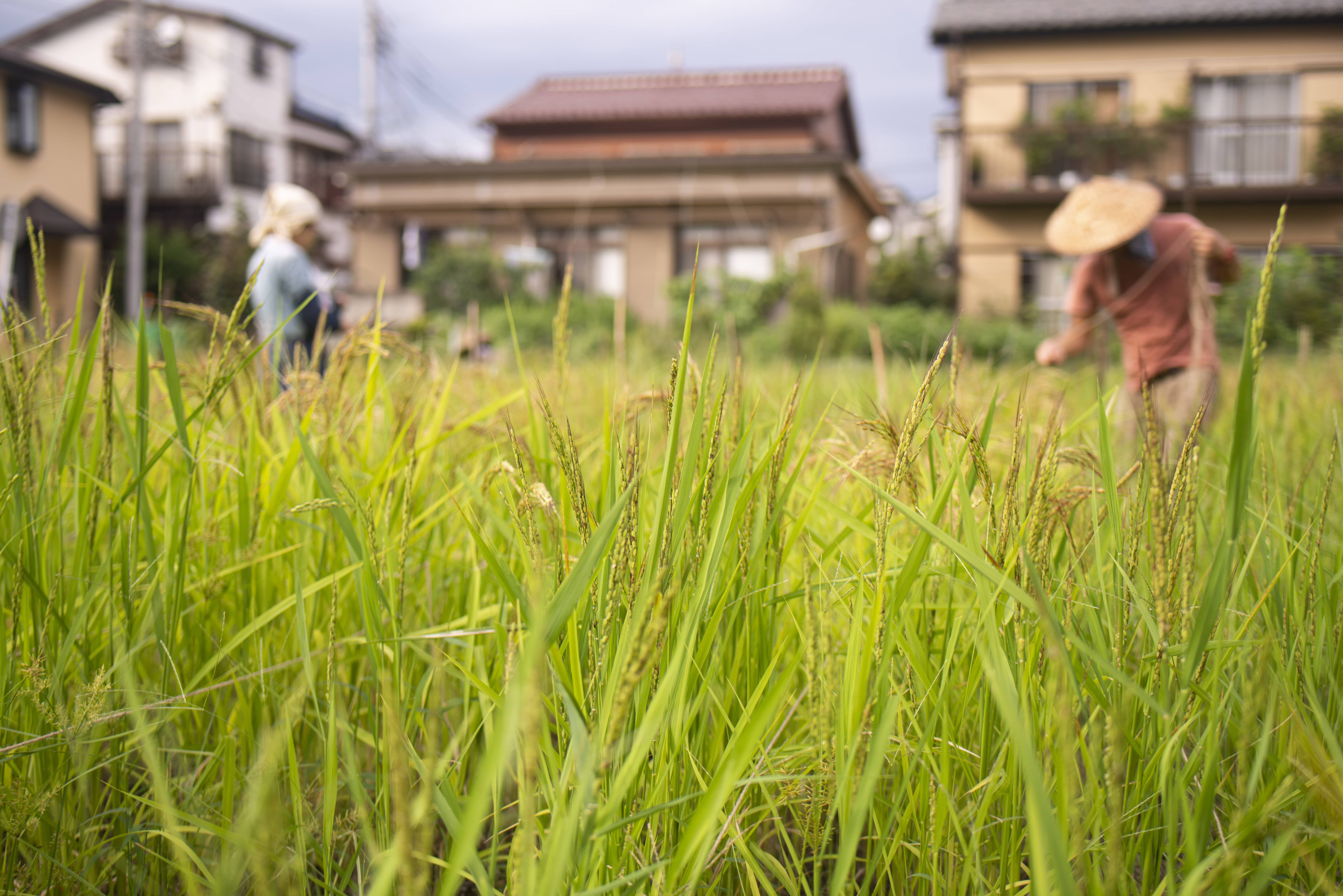 国分寺赤米プロジェクト